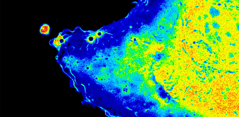 Live Airyscan confocal image of migrating epithelial cell expressing the genetically encoded hydrogen peroxide sensitive fluorescent protein HyPer3. (Thiagarajah Lab)