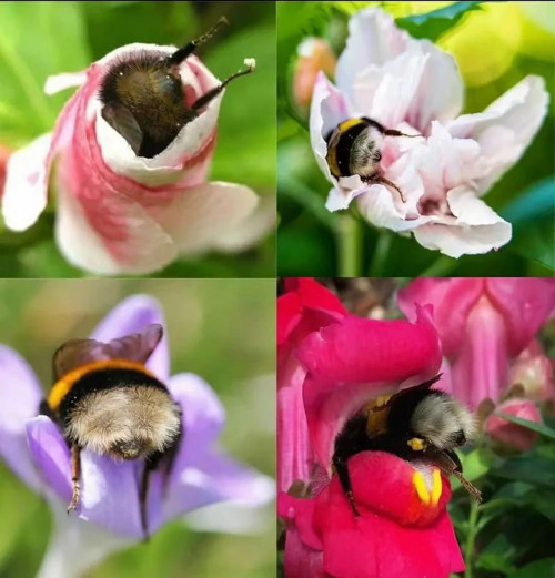 4 images of bees taking naps inside flowers