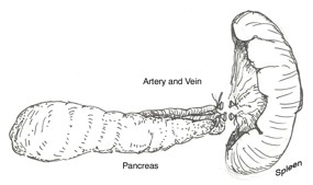 Illustration of the spleen.