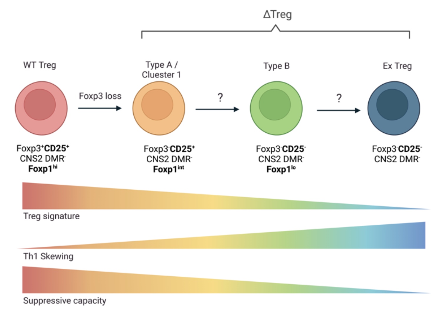 An infographic of the degeneration of T-cells with color coordinated circles. 