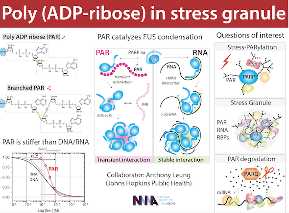 illustration of poly (ADP-ribose) in stress granule