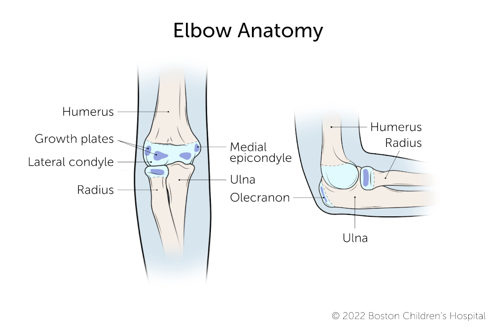 The elbow consists of the ulnar, the radius, the biceps tendon, the humerous, the biceps muscle, the triceps muscle, and the ulnar collateral ligament.