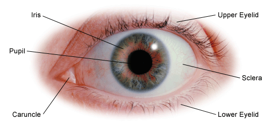 Illustration of the eye