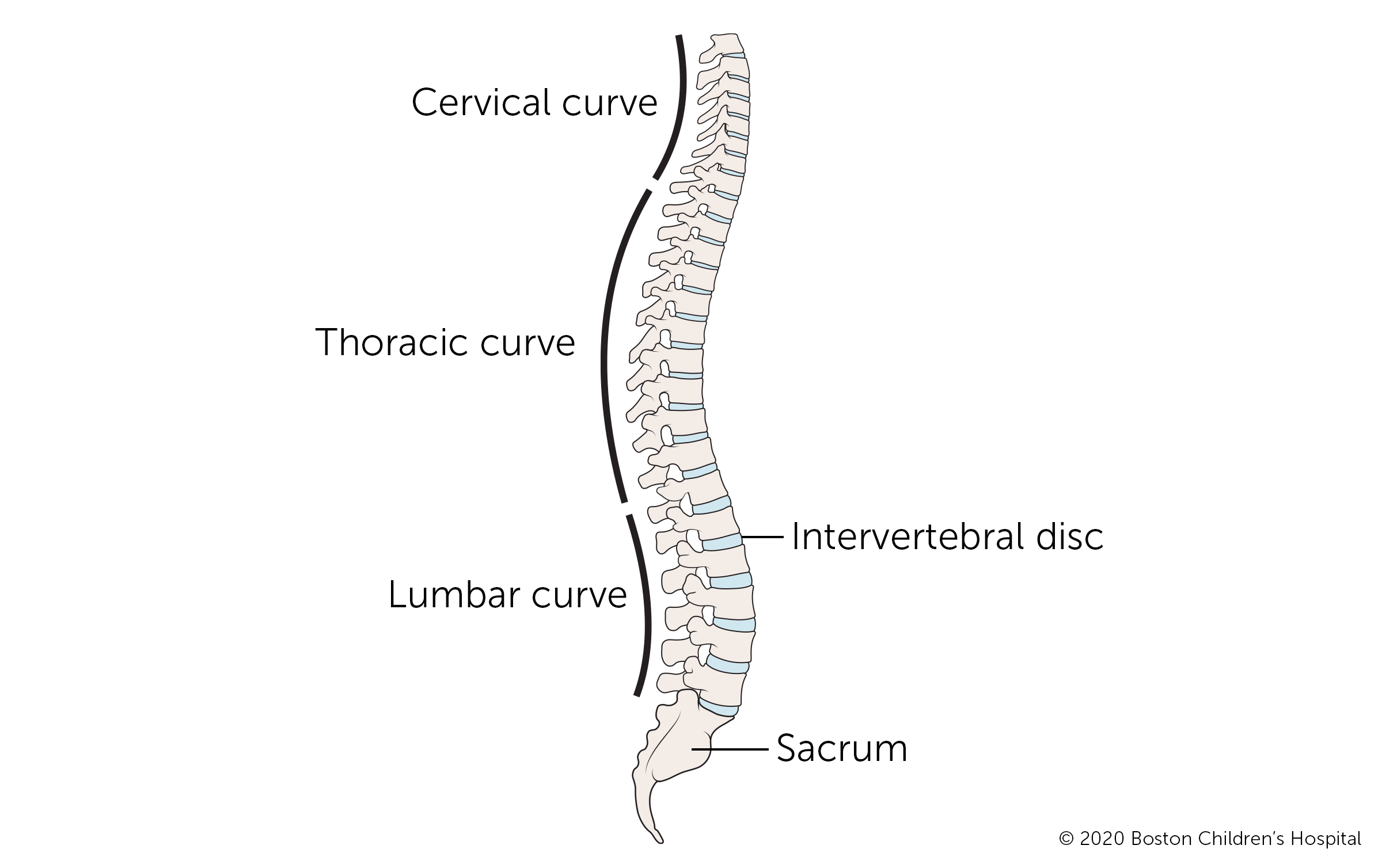 From top to bottom, the regions of the spine are cervical (the neck), thoracic (mid back), lumbar (lower back), and sacral (tailbone).