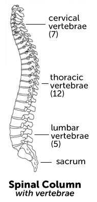 Spinal column with vertebrae