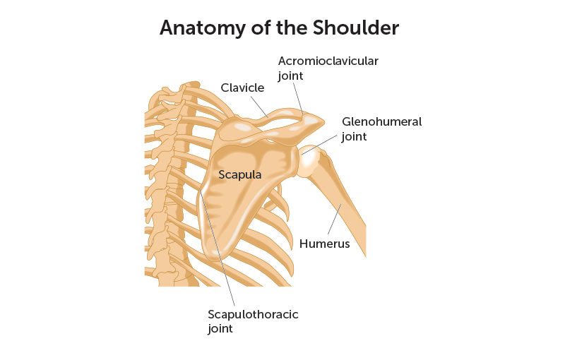 The shoulder joint is made up of the humeral head and glenoid. A shoulder dislocation is when the humeral head separates from the glenoid.