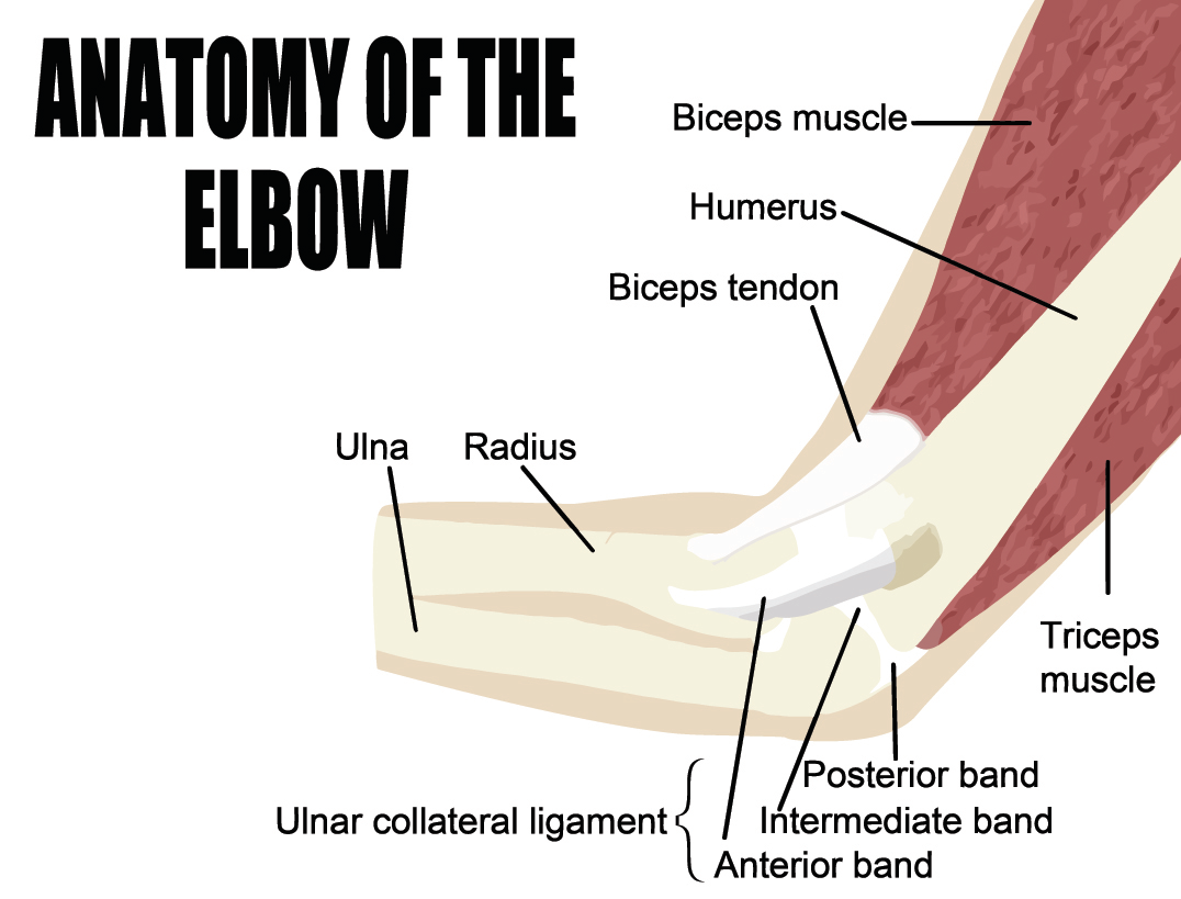 This is the anatomy of an elbow.