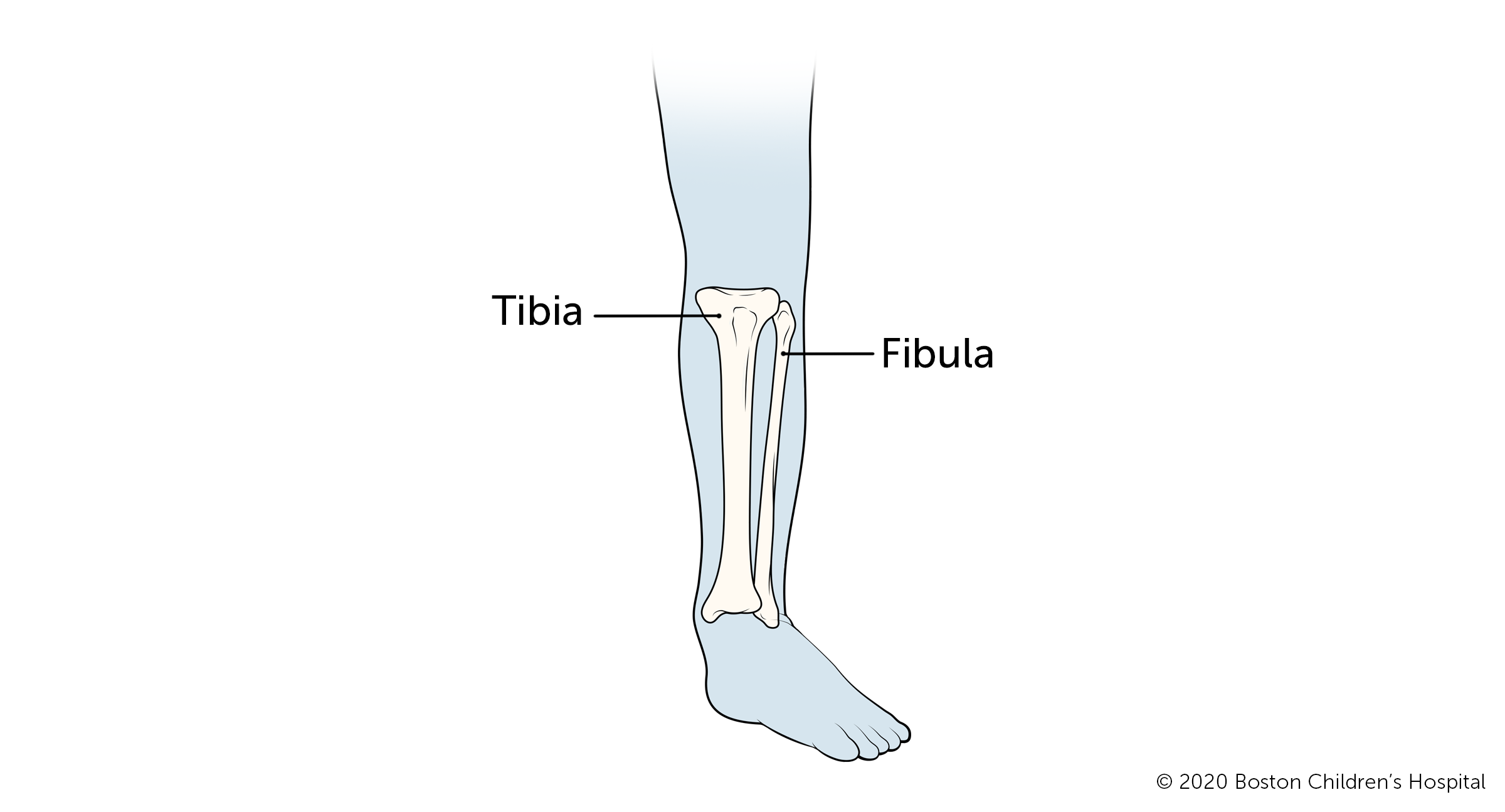 Here is a view of the tibia and the fibula.